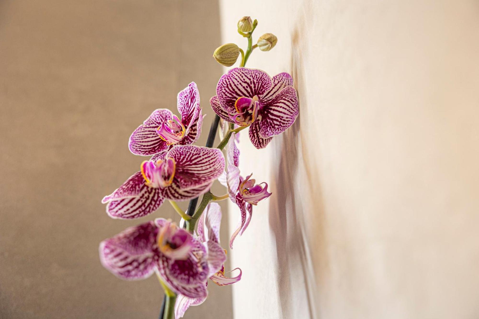 ורונה Orti Manara Design Apartments מראה חיצוני תמונה